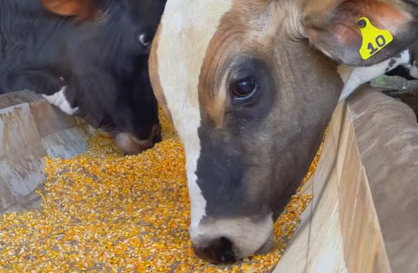  Dieta com milho inteiro acelera ganho de peso de bezerros e pode aumentar o lucro dos produtores