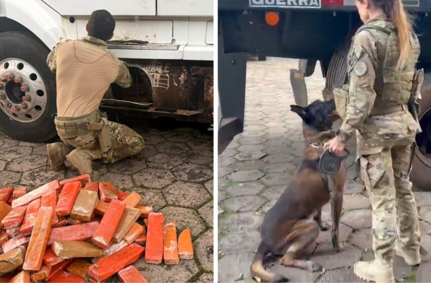  Cão farejador encontra 581 kg de maconha escondidos em carreta na BR-282 em Xanxerê