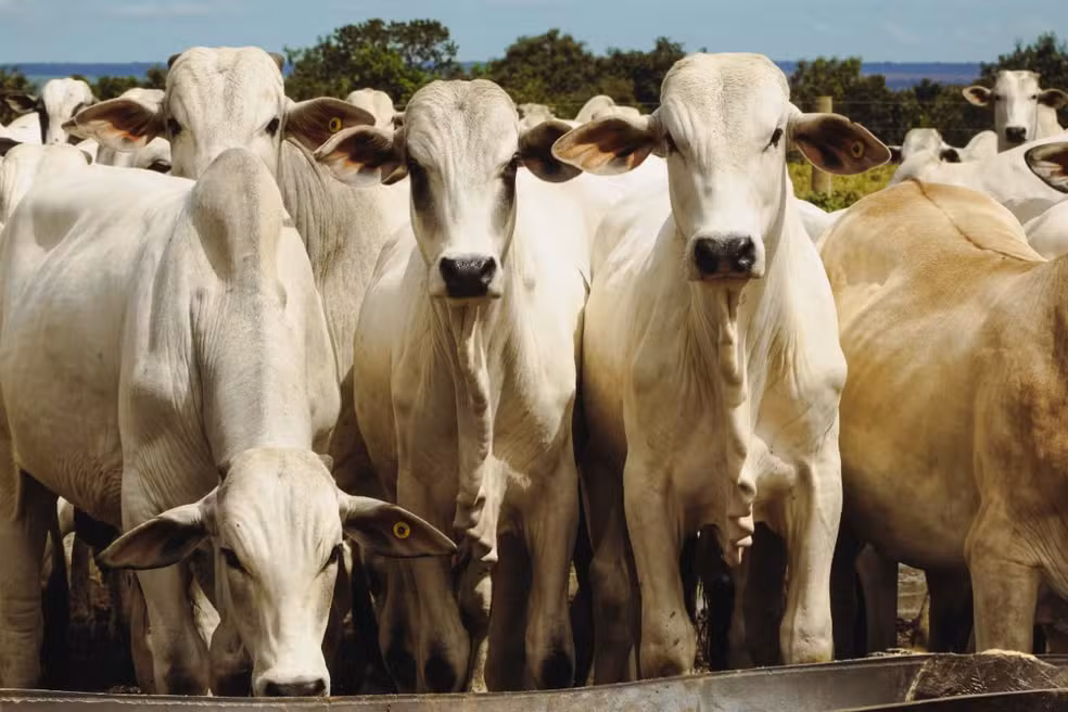  União Europeia mantém veto à carne do Brasil e exportações podem demorar até dois anos para voltar