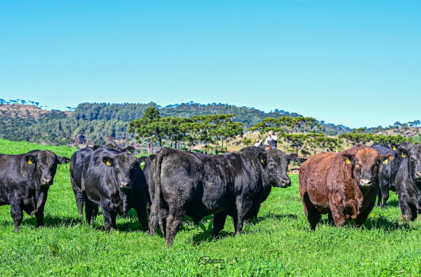  FAESC alerta produtores sobre o aumento das chuvas e risco de temporais com a intensificação do El Nino